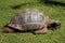 A Giant Tortoise slowly moves over the grass
