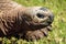 A Giant Tortoise slowly moves over the grass