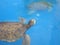 Giant tortoise swiming on the swimingpool. Animal natural reserve in Kenya, Africa