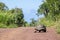 Giant Tortoise Walking on a Dirt Road 1