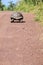 Giant Tortoise Walking on a Dirt Road 2
