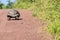 Giant Tortoise Walking on a Dirt Road 3