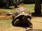 Giant tortoise walking through La Vanille Reserve