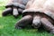 Giant Tortoises