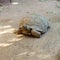 Giant tortoises