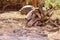 Giant tortoises mating in Darwin Station, Galapagos.