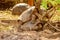 Giant tortoises mating in Darwin Station, Galapagos.