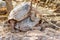 Giant tortoises mating in Darwin Station, Galapagos.