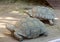 Giant tortoises in Oasis Park on Fuerteventura,