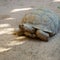 Giant tortoises in Oasis Park on Fuerteventura