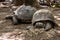 Giant tortoises from Prison Island sanctuary