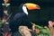 Giant Toucan on a branch