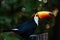 Giant toucan Ramphastos toco portrait, Pantanal, Brazil.