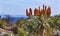 Giant Tree Aloe Barberae Mission Santa Barbaa California