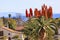 Giant Tree Aloe Barberae Mission Santa Barbara California