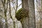 A giant tree burl caused by parasitoid bacteria