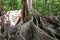 A giant tree with buttress roots in the forest, Costa Rica