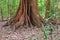 A giant tree with buttress roots in the forest, Costa Rica