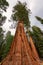 Giant tree closeup in Sequoia National Park