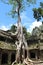 Giant tree covering the stones temple of Ta Prohm