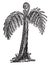 Giant Tree Fern vintage illustration