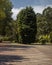 Giant tree in a lonely parking