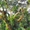 Giant tree in nature park