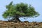 Giant tree on the ocean shore.