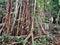 Giant tree roots in forest