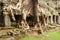 Giant tree roots, Preah Kahn temple, Cambodia