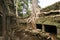 Giant tree roots, Ta Prohm temple