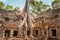 Giant tree and roots in temple Ta Prom Angkor wat