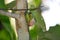 Giant tree snail in the Sinharaja Rainforest of Sri Lanka