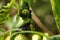 Giant tree snail in the Sinharaja Rainforest of Sri Lanka