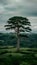 Giant tree stands tall amidst a verdant, sprawling landscape