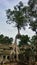 Giant tree at Ta Phrom