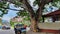 Giant Tree in Tagbilaran City, Bohol, Philippines