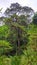 a giant tree towering high in a forest