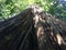 Giant tree in the tropical forest