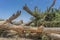 Giant tree trunk fallen in the oasis of the Namibe Desert. Africa. Angola.