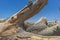 Giant tree trunk fallen in the oasis of the Namibe Desert. Africa. Angola.