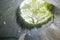 Giant tree and underground spiral staircase at Fort Canning Park