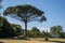 Giant tree in a village next to a house