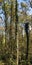 Giant trees reaching to the sky, forest, colorful bird nests decorating the trees, Izmit, Turkey