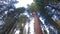 Giant trees at Sequoia National park