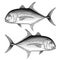 Giant Trevally