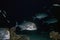 Giant Trevally Caranx ignobilis hunting for food at night in the Red Sea