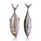 Giant trevally, Giant kingfish or Caranx. Studio shot isolated o