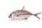 Giant trevally, Giant kingfish or Caranx. Studio shot isolated o