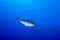 Giant trevally tuna caranx fish
